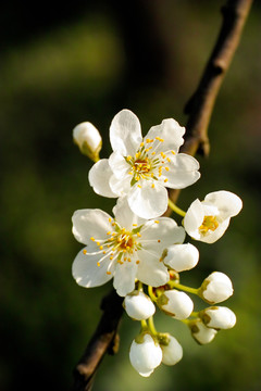 李子花