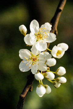 李子花