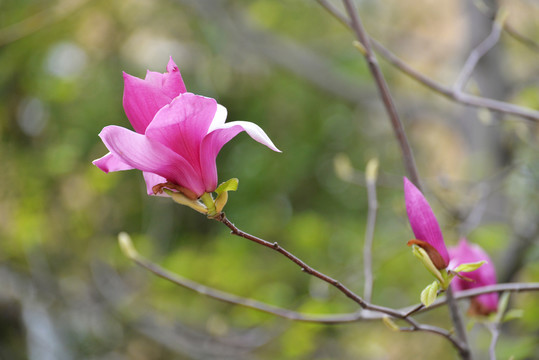 玉兰花