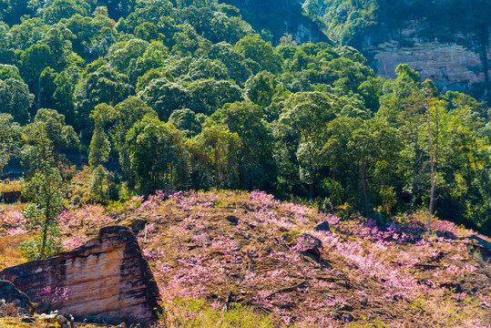 满山桃花