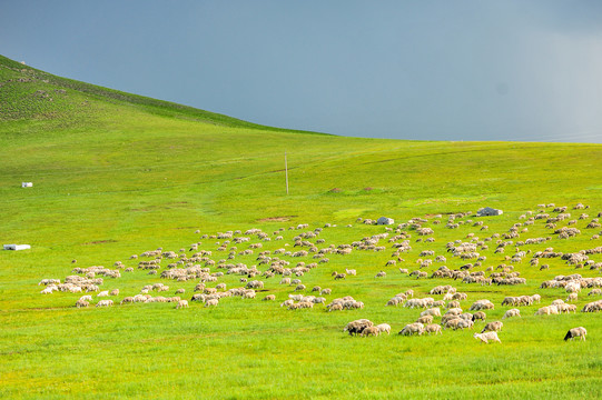 草原羊群牧区牧场