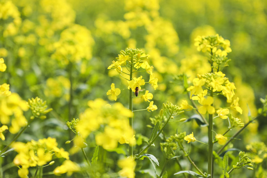 油菜开花高清