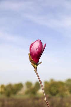 紫玉兰花苞