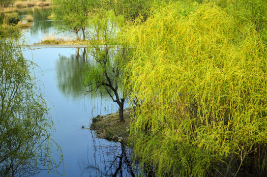 河岸绿树