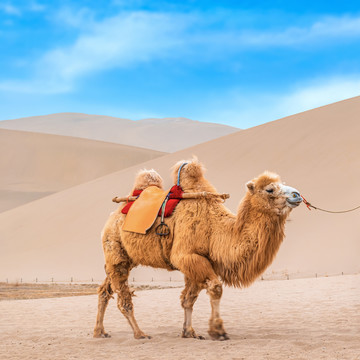 敦煌鸣山沙景区骆驼
