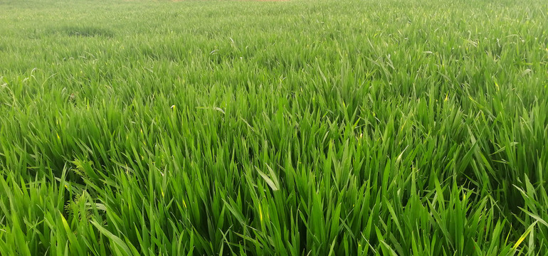 麥田