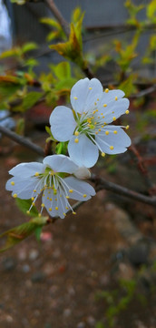 白色的花