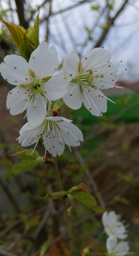 两朵樱花