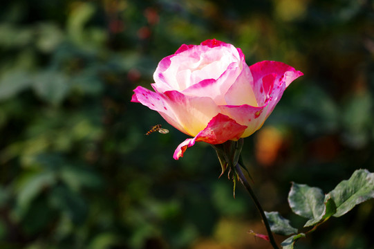 香水月季花与蜜蜂