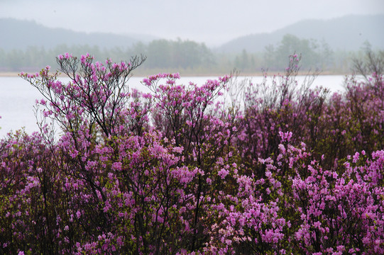 雨中杜鹃花