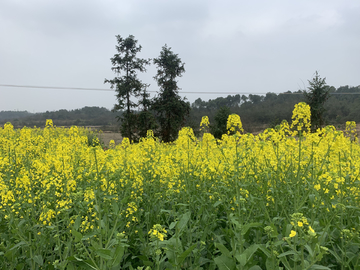 油菜花