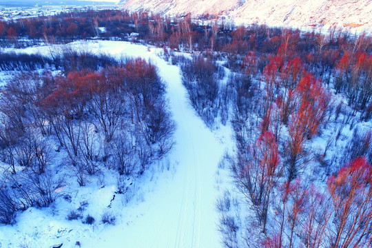 大兴安岭雪河红树林