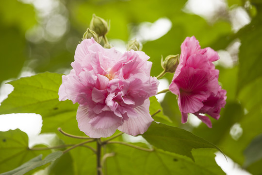 成都木芙蓉花