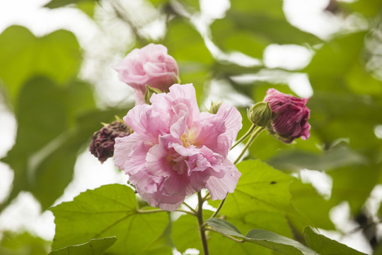 成都木芙蓉花