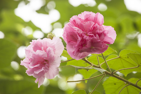 成都木芙蓉花