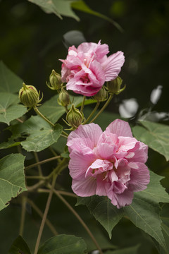 成都木芙蓉花