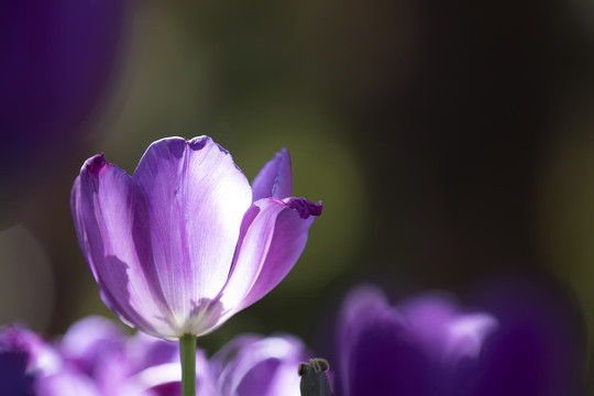 阳光下绝美的紫色郁金香