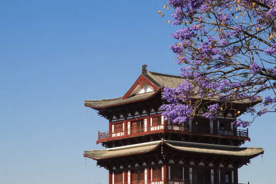 中国风阁楼蓝花楹风景背景图