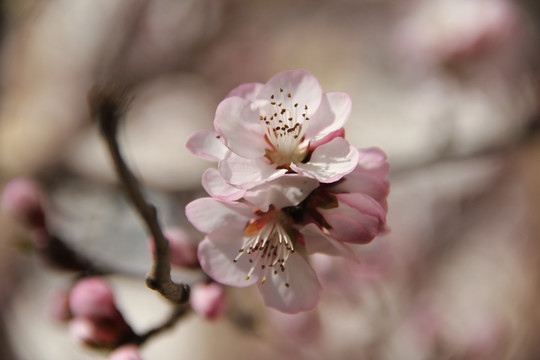 桃花