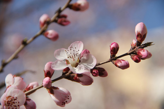 桃花