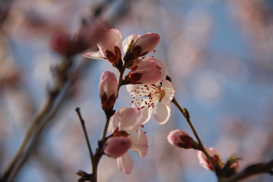 桃花