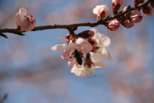 桃花