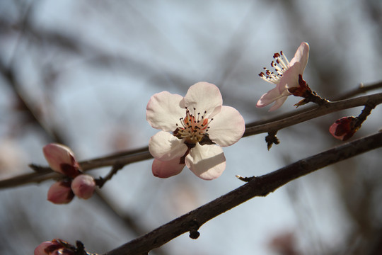 桃花