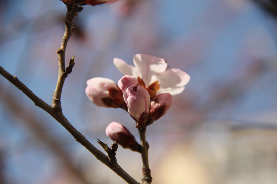 桃花