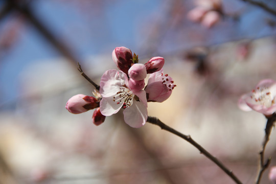 桃花