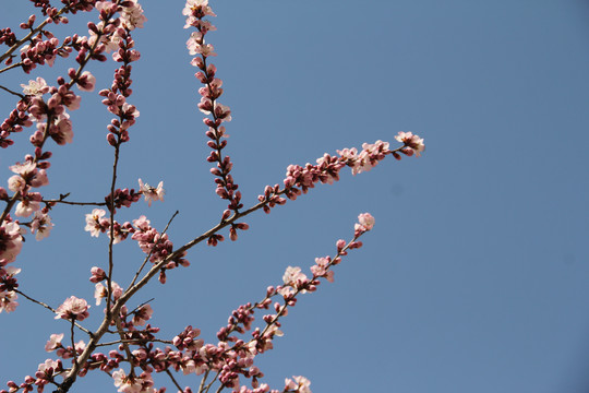 桃花节