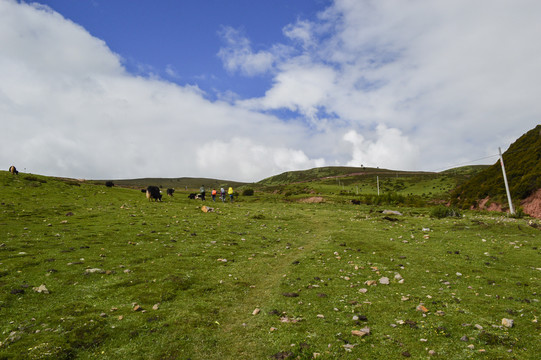 西藏徒步牦牛草原高原