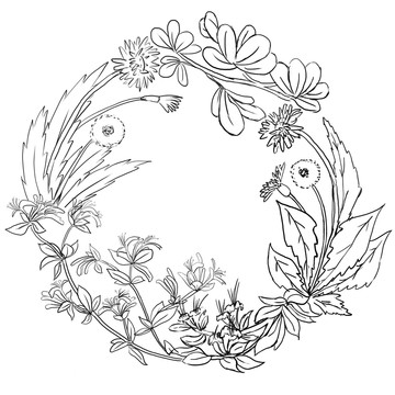 金銀花蒲公英馬齒莧線描