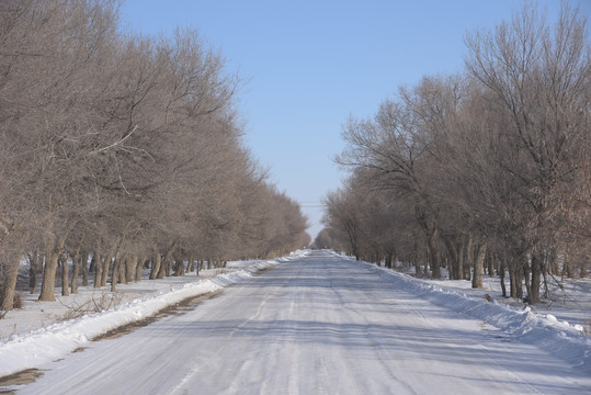 冬季西北两旁都是树的积雪公路