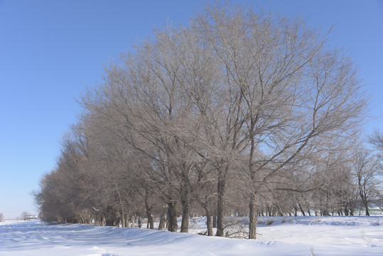 冬季西北雪地里的树木