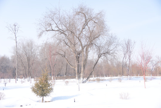 冬季西北雪地里的树木