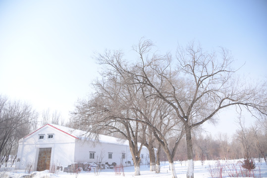 冬季西北院子里的树木和白色房子