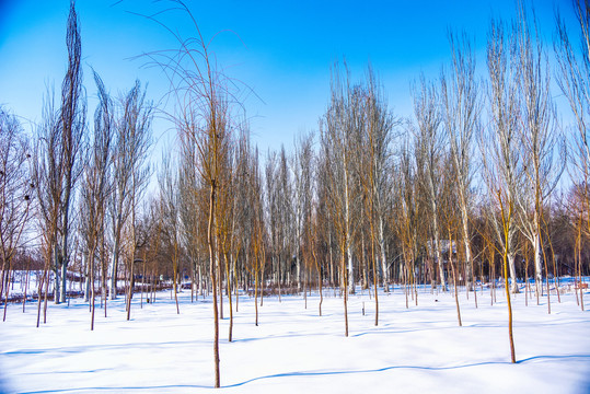 冬季西北雪地里的白桦树树苗