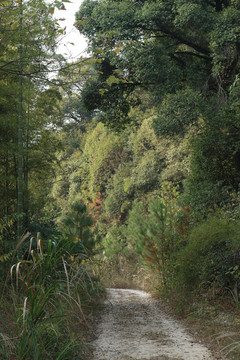 乡间小路