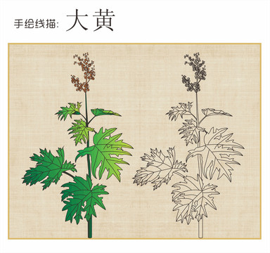 大黃