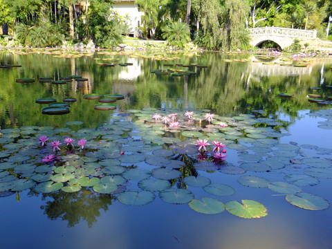 莲花池