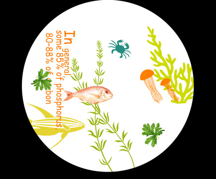 魚