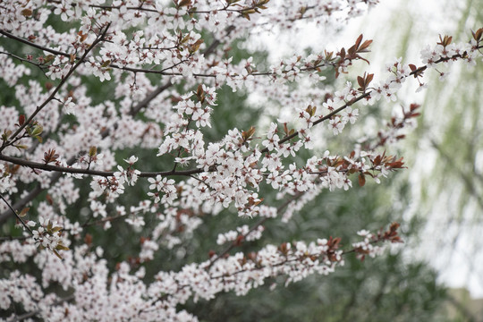 红叶李