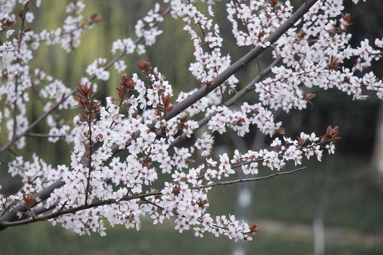 红叶李