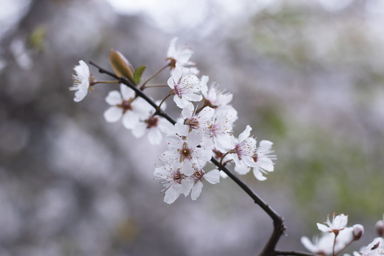 红叶李