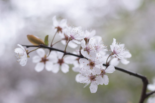 红叶李