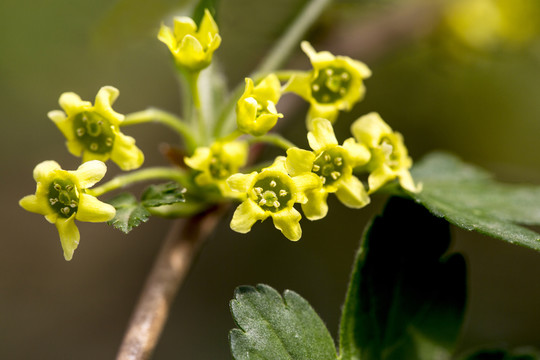 华蔓茶藨子花