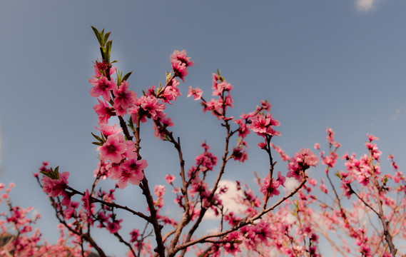 桃花背景素材