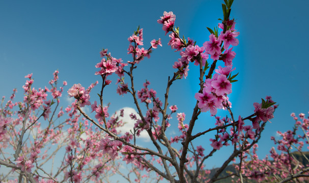 三月桃花开