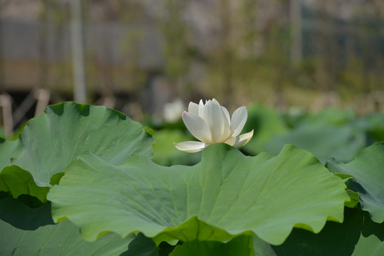 池塘荷花映日荷花别样红夏天西湖