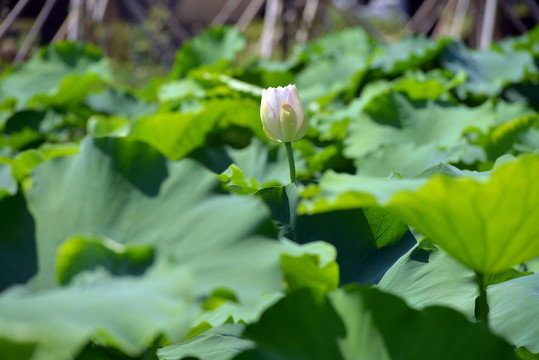 池塘荷花映日荷花别样红夏天西湖